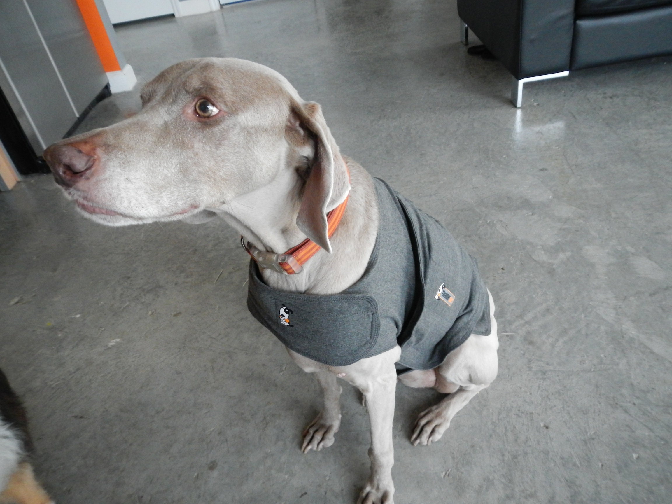 thundershirt reddit