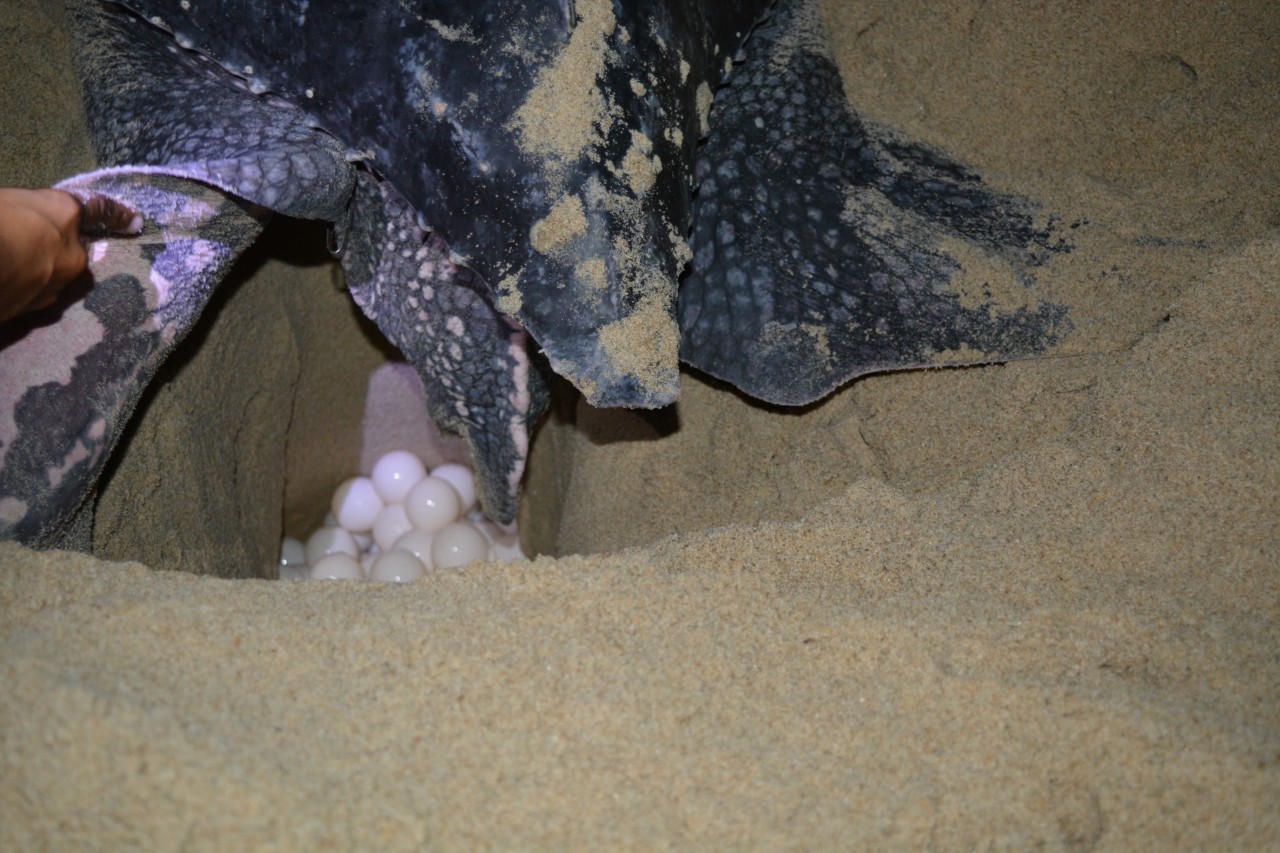 Leatherback Turtles of Trinidad - Conservation of a Prehistoric Giant