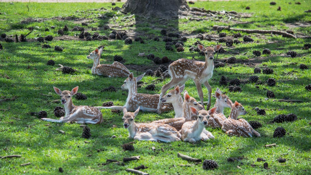 Map of Global Wildlife Center